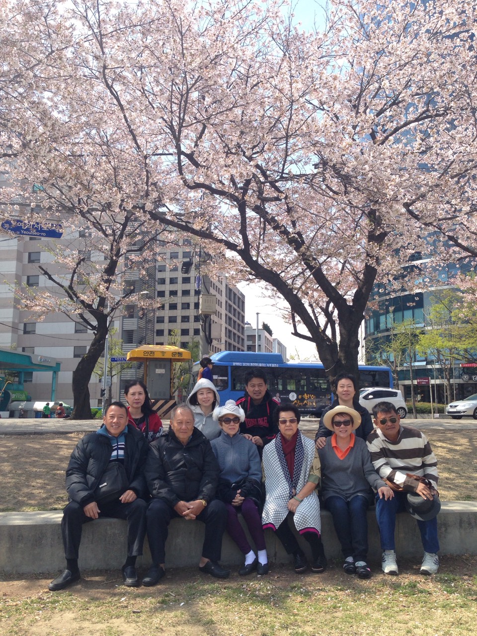 ทริปเกาหลี Everland Cherry Blossom_สงกรานต์ 2015